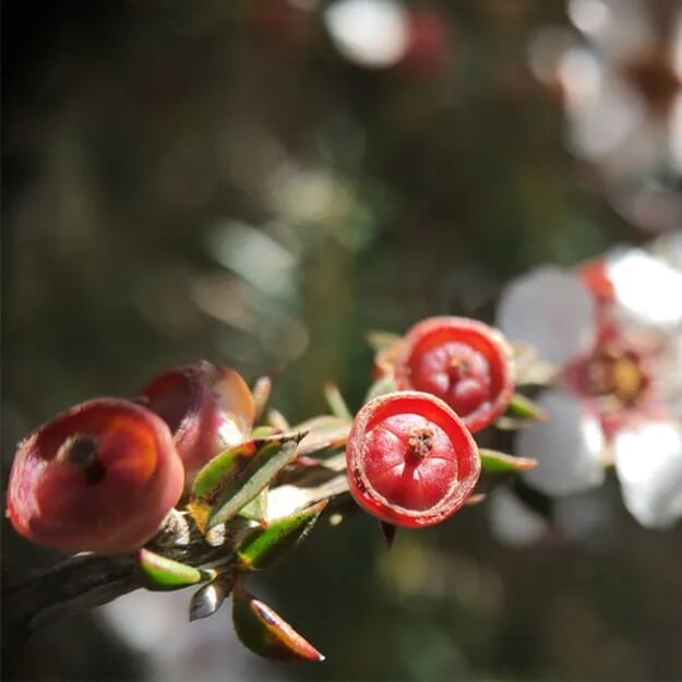 Hydrosil Hydrobrow Serum 7ml